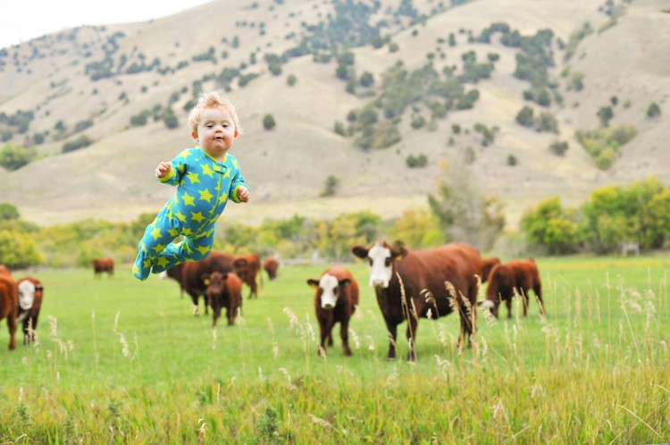 wil flies with cows