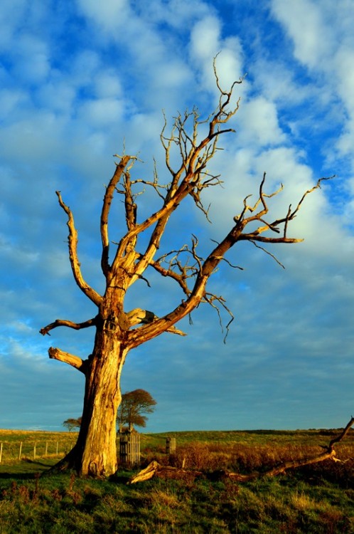 Emily-Buck-The-Old-Tree