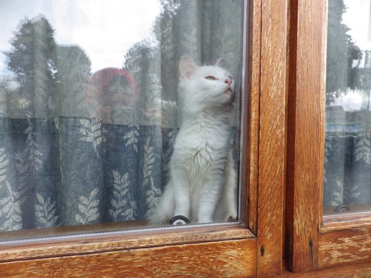 Robbie-Snowden-Kitten-in-Window