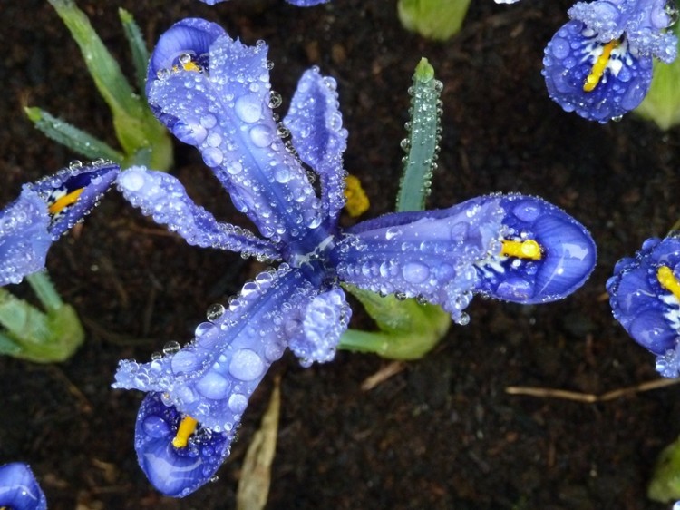 Sita-Dommett-Raindrops-on-Spring-Flowers