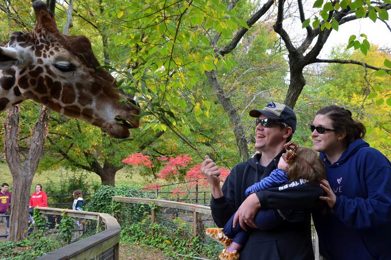 mom dad and tori looking at a giraffe