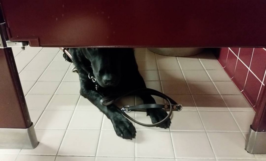 Service dog in a bathroom.