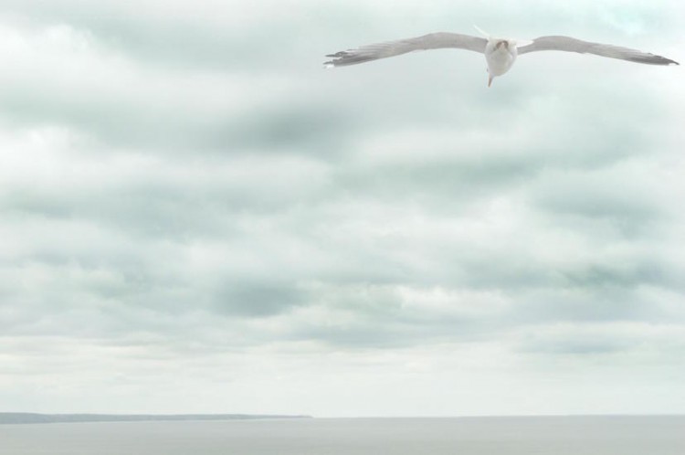 a sea gull flying over the ocean with the backdrop of a cloudy sky