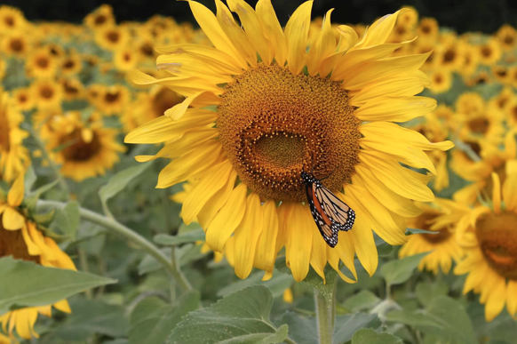 sunflower with a butterfly on it.