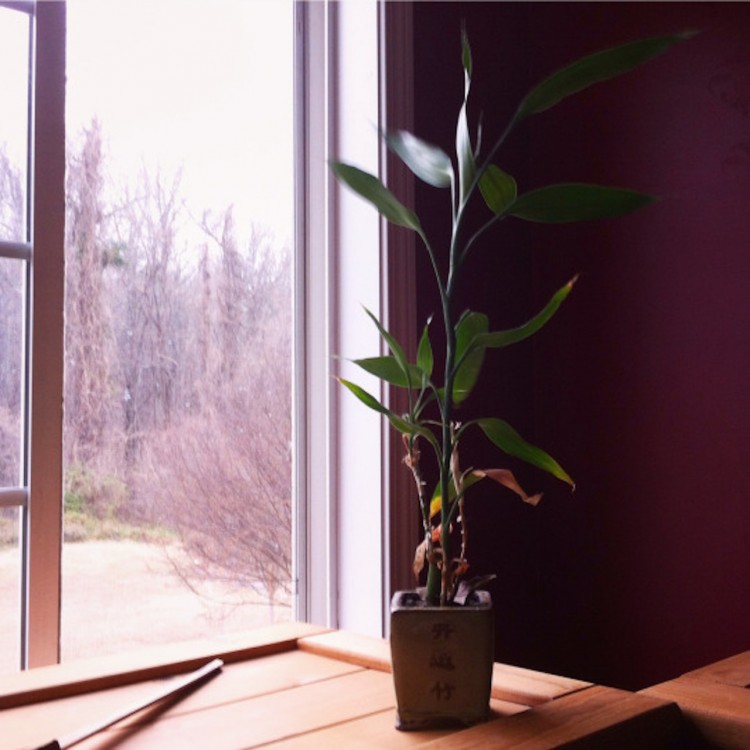 A bamboo plant sitting on a window sill