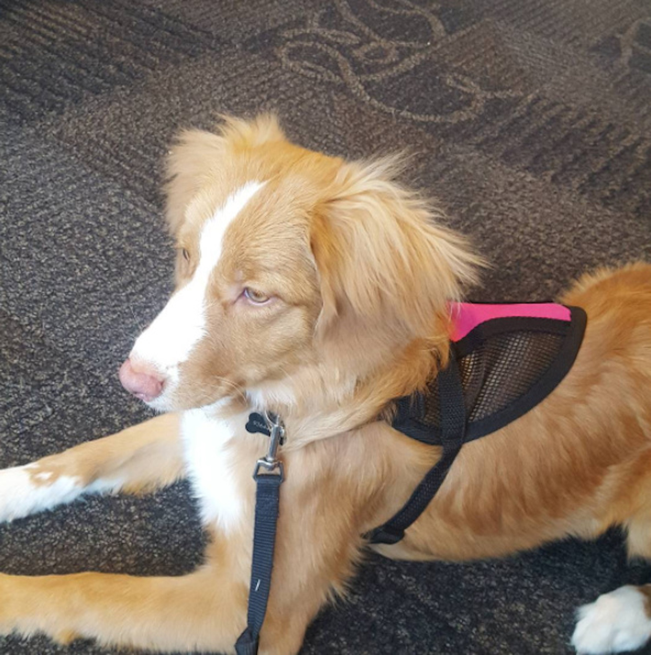 Dog lying on carpet, wearing a leash