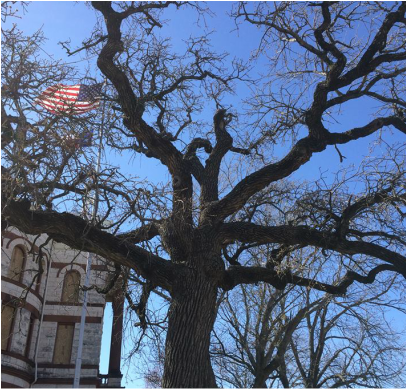 Large tree with American flag flying in the background.