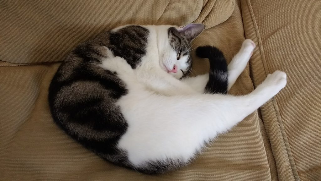 contributor's cat feegle curling in on herself sleeping