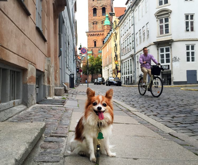 woman's dog in the streets of Copenhagen