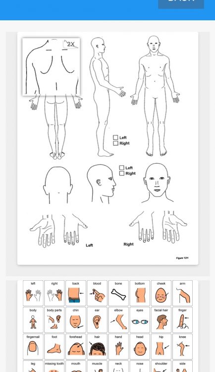 Photo of body figures from the app.