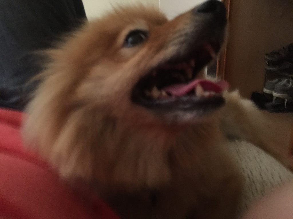 pomeranian dog with open mouth panting