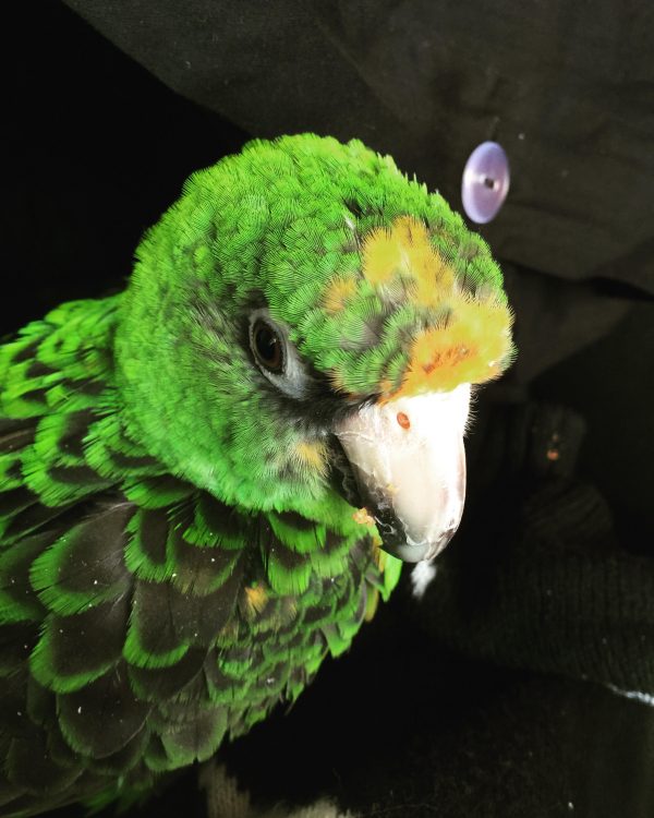green parrot named ziggy