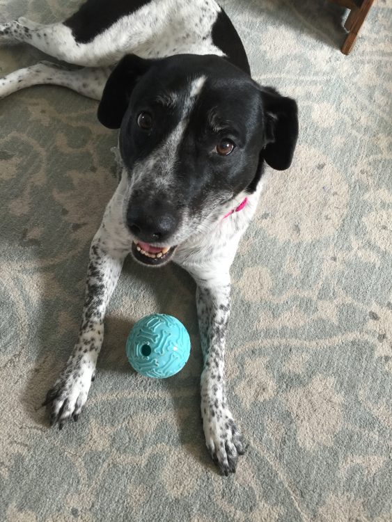 dog with ball