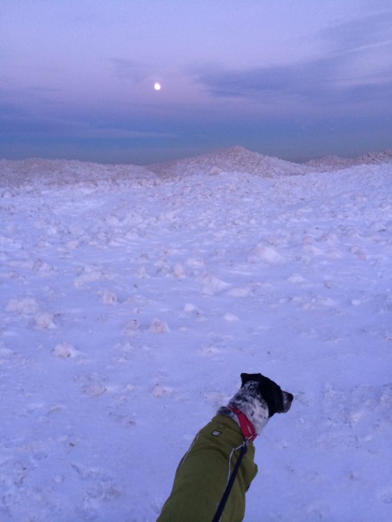 dog sitting next to frozen lake