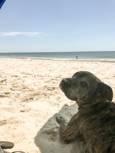 dog lying in the shade on the beach