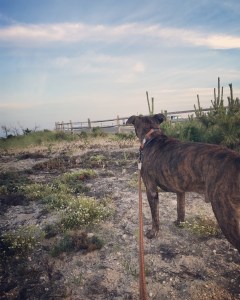 walking a dog near the beach
