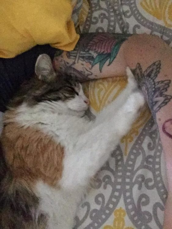 woman's tattooed arm and cat