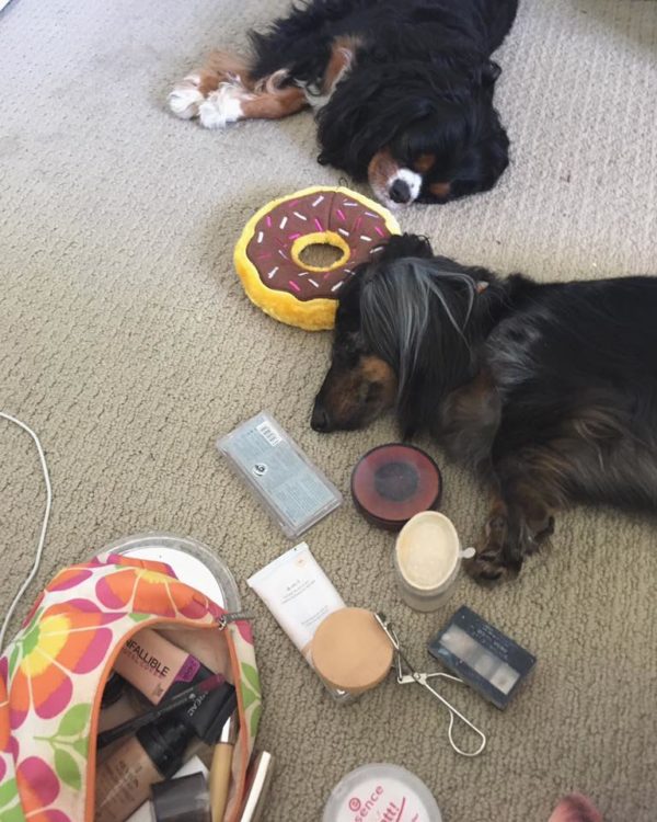purse contents and dogs lying on floor