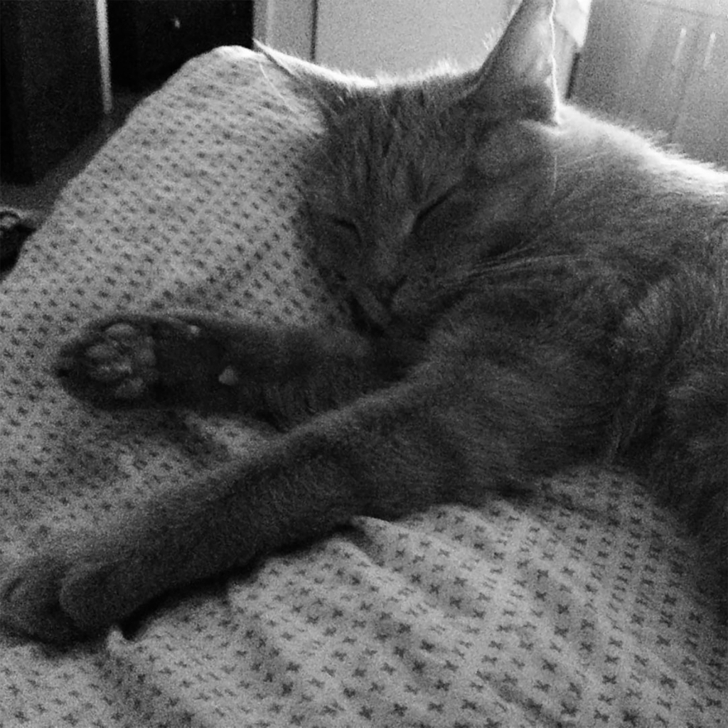 black and white image of contributor's cat lying on bed