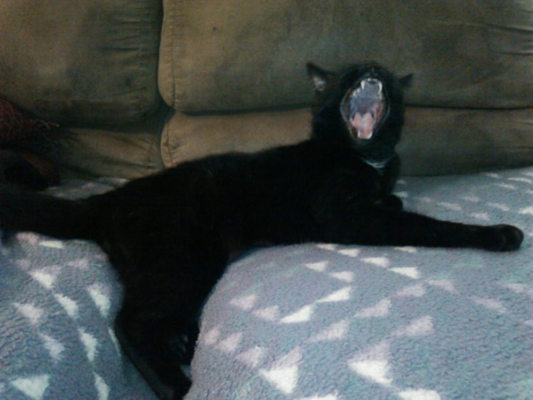 cat yawning