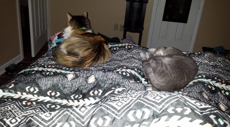 cats sitting on the end of the bed