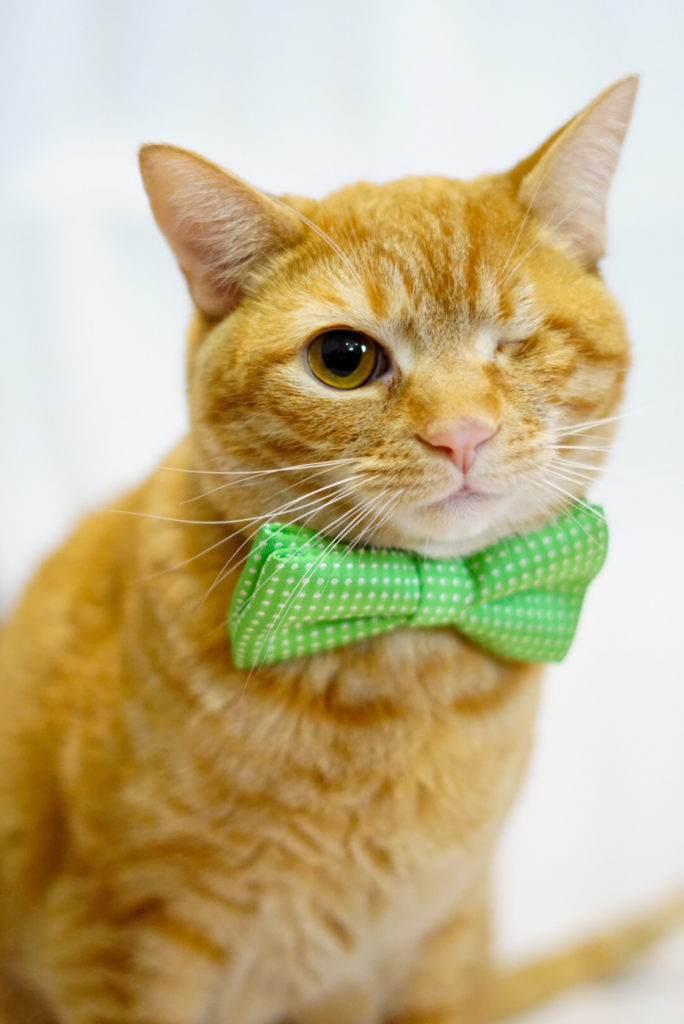 ginger cat with one eye wearing green bow tie