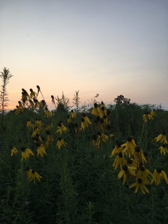 sunflowers in a field at sunset