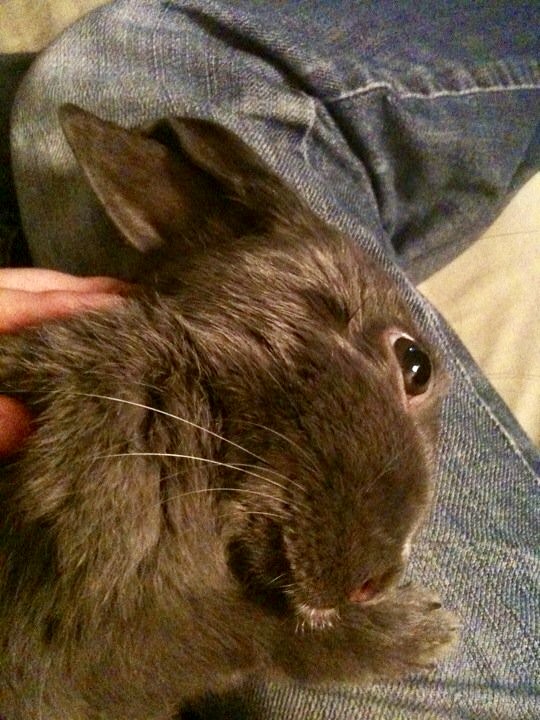 rabbit with head tilt