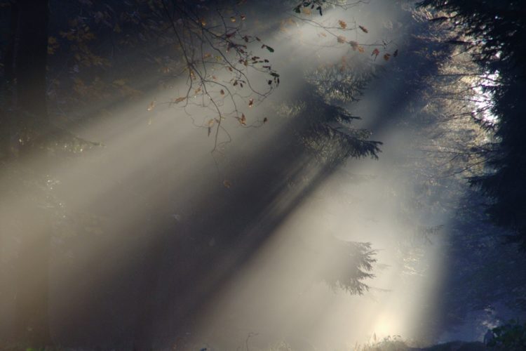 light shining through trees in a foggy forest