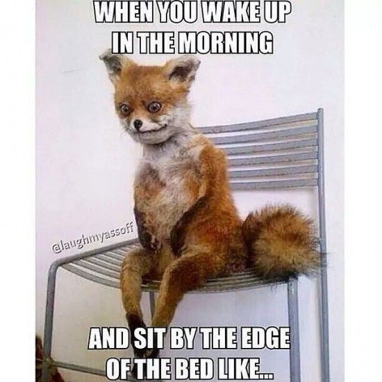 meme of tired fox sitting up on chair with text when you wake up in the morning and sit by the edge of the bed like...