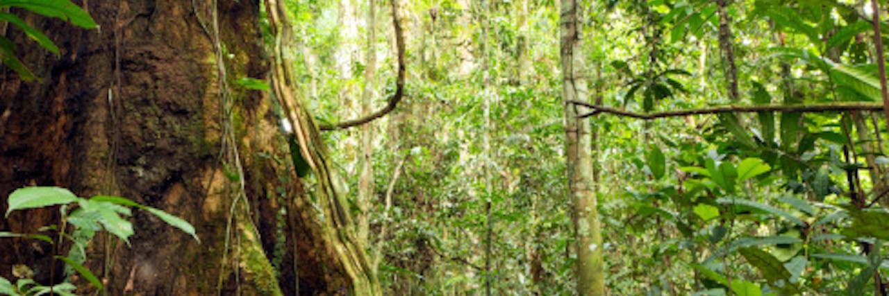 How Autism and Epilepsy Are Like a Visit to the Amazon amazon jungle