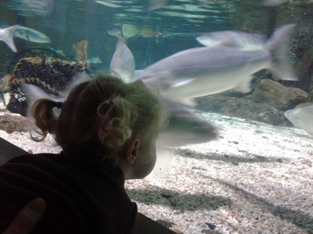 A child looking at a fish tank.