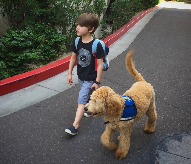 The author's son walking with his service dog