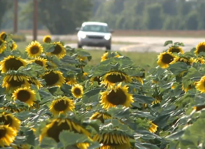 Grieving Husband Plants 4Mile Strip of Sunflowers Along State Road for