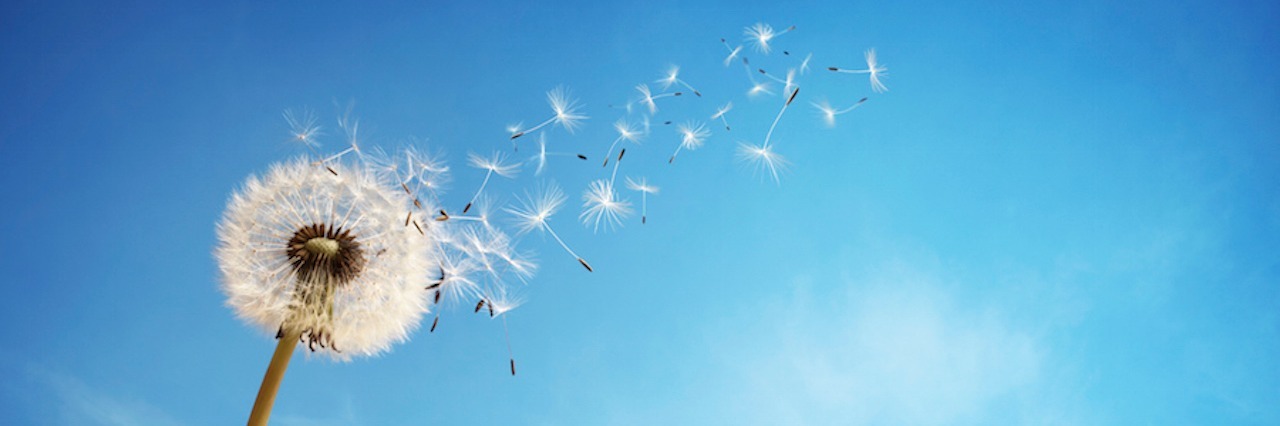 dandelion dispersing seeds against blue sky