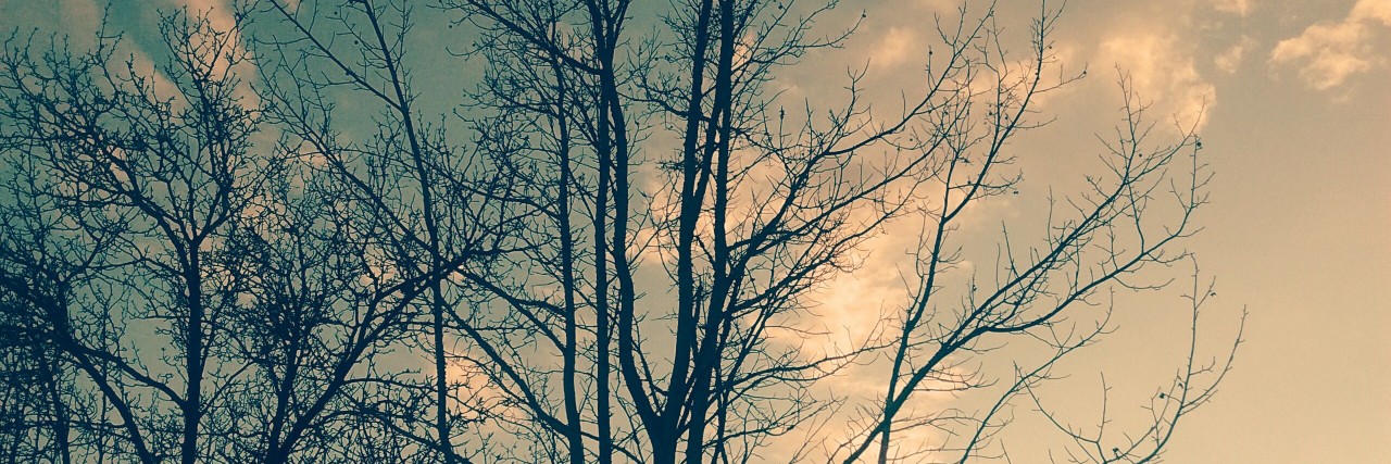 bare trees against sunset sky
