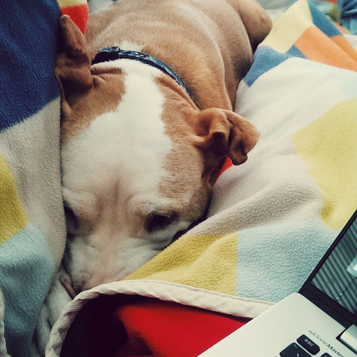 Dog lying on yellow, blue and white blanket