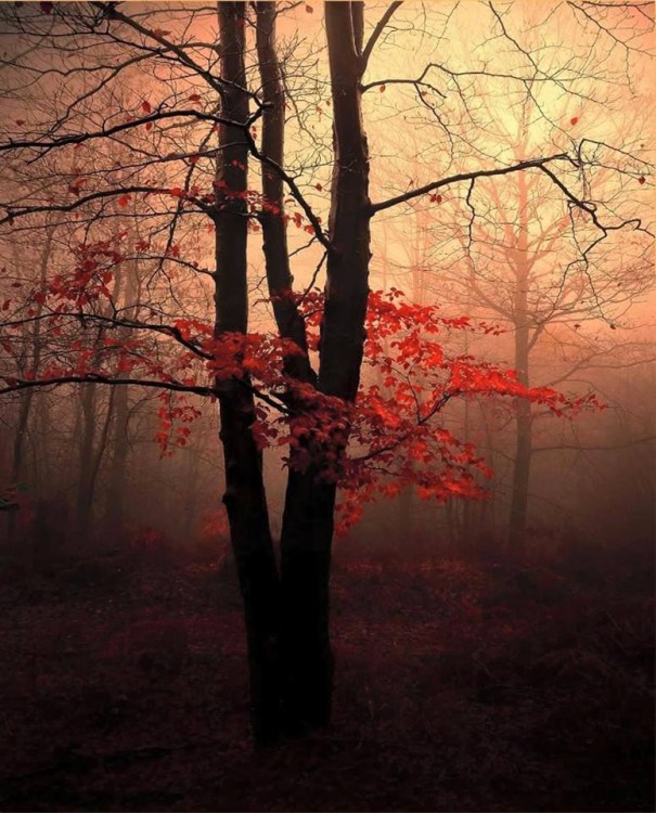 A tree in the woods with red leaves