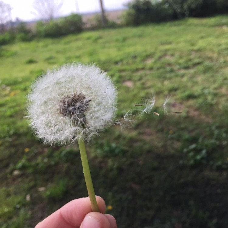 holding a dandilion