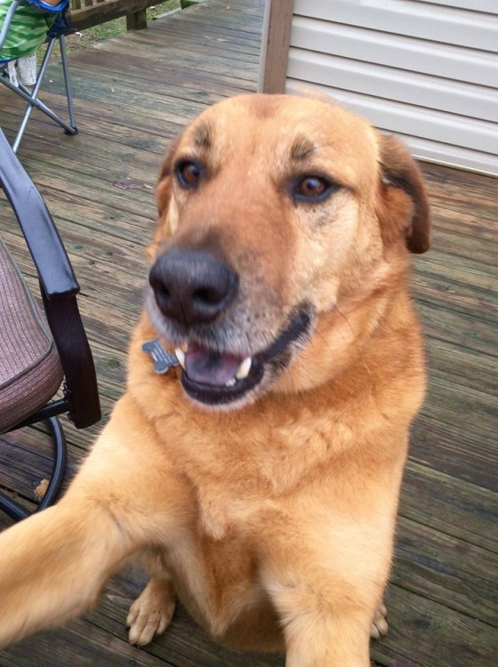 Light brown dog taking a "selfie"