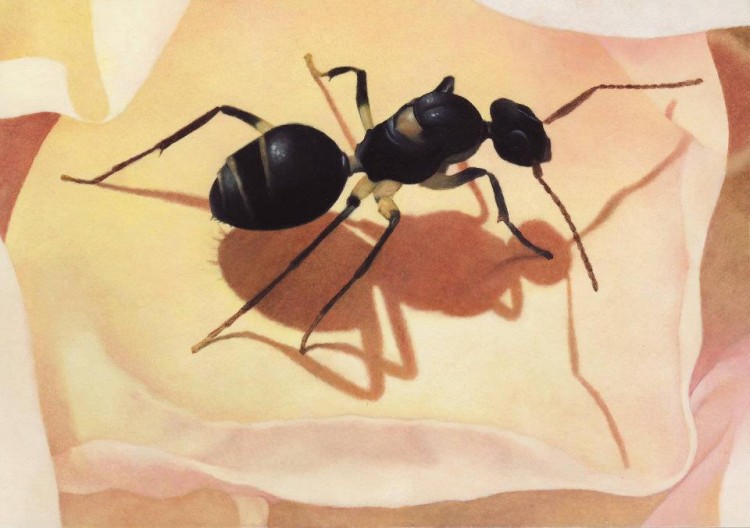 painting of an ant on a rose petal