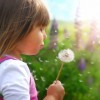 Little girl blowing on a dandelion with flowers