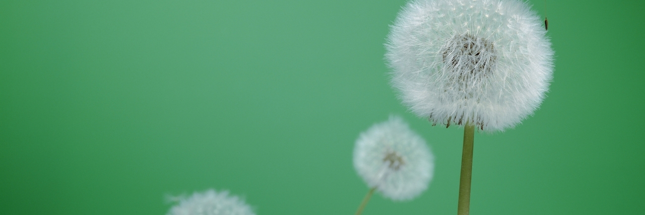 Dandelion with seeds blowing
