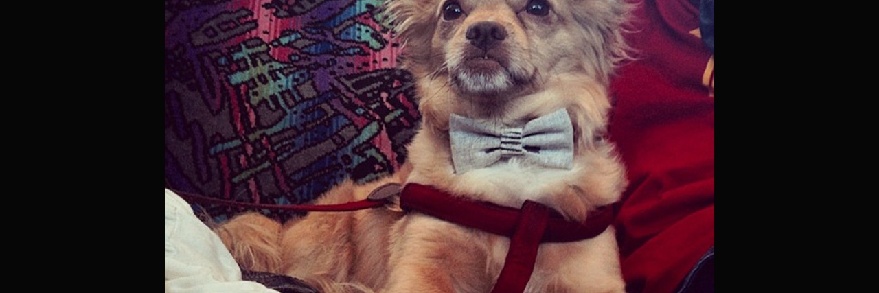 How Owning a Dog Helps With Anxiety