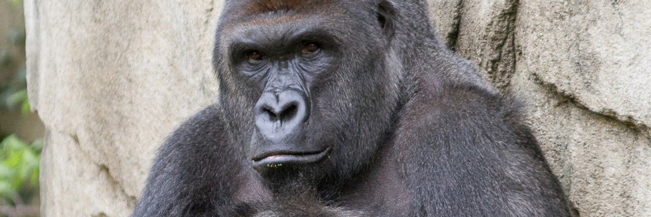 The Boy at the Cincinnati Zoo Could Have Been My Autistic Brother Harambe the gorilla.