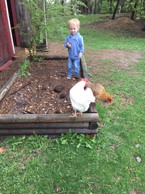 a boy standing in front of a barn looking down at two chickens