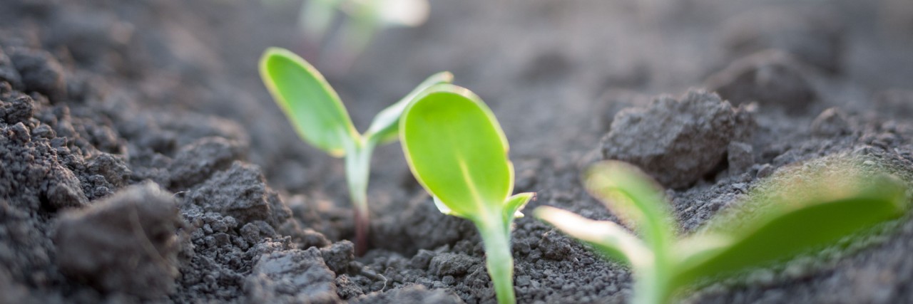 How Springtime Brings Me Hope as Someone With Chronic Pain Seedlings growing up from the soil.