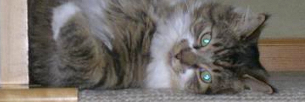 How Cats Helped Me as a Person on the Autism Spectrum Sarah Bartkowski’s cat, Charlie Brown