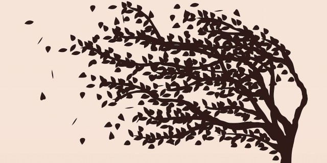 How Myotonic Dystrophy Swept Through My Family Tree and wind