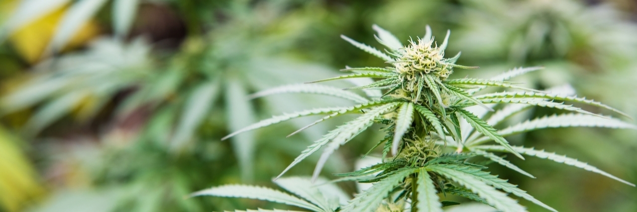 Close up of marijuana bud on green background